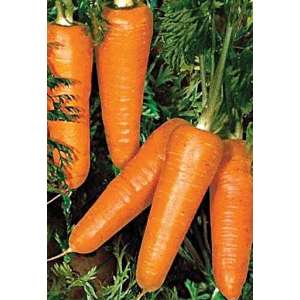 Редко F1 - морква, 100 000 насіння, Syngenta (Сингента), Голландія фото, цiна